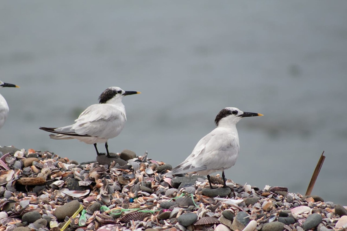 Sandwich Tern - ML131545121