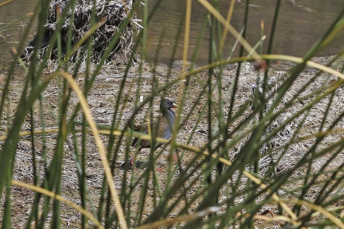 Plumbeous Rail - ML131545391