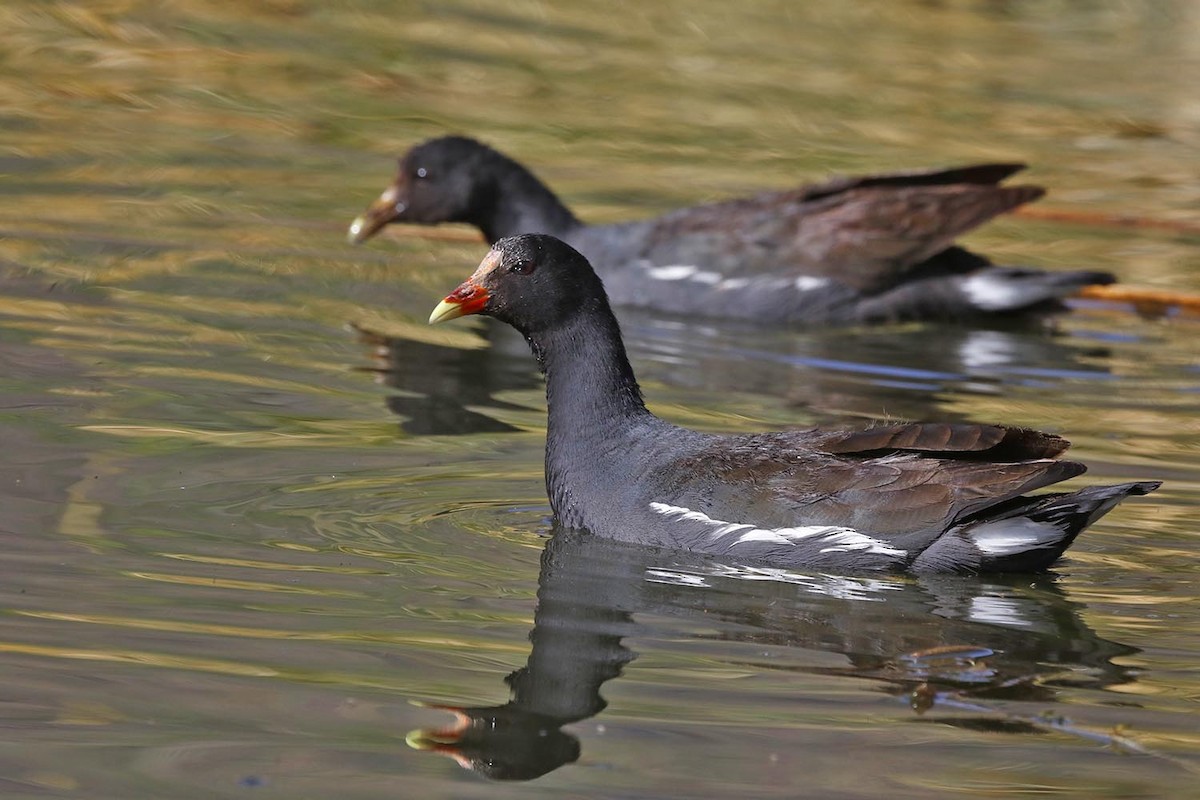 Gallinule d'Amérique - ML131546611