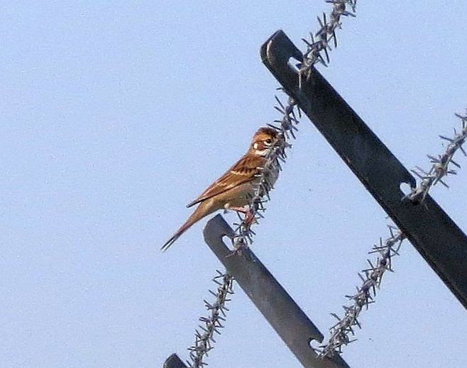 Lark Sparrow - ML131547041