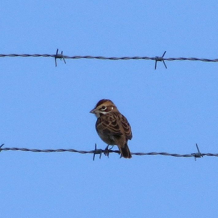 Bruant à joues marron - ML131547071