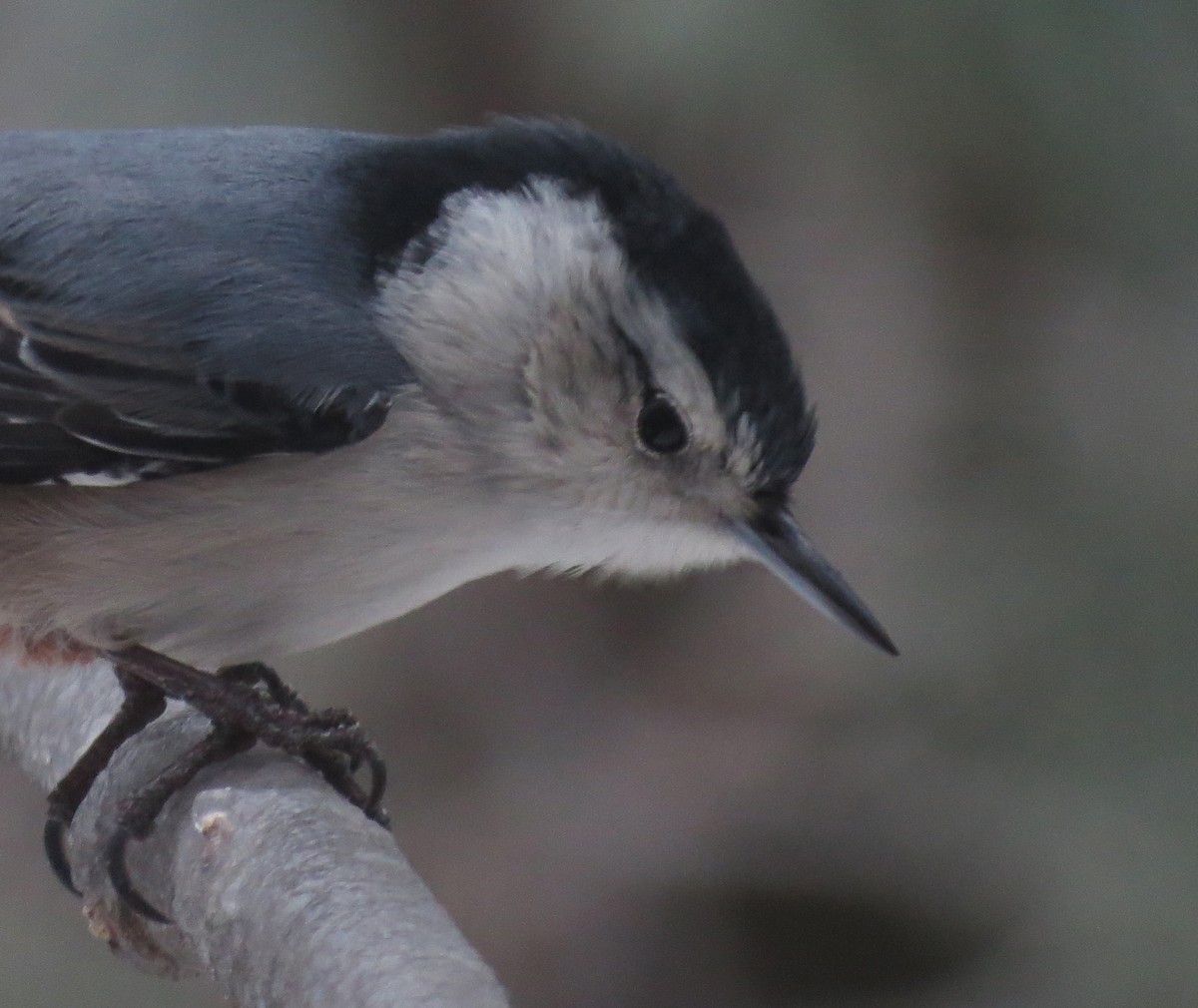 White-breasted Nuthatch - ML131549741