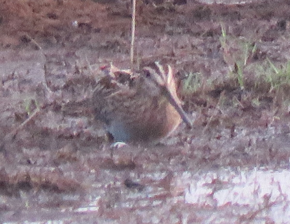 Common Snipe - ML131550031