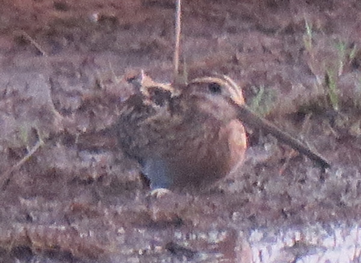 Common Snipe - ML131550061