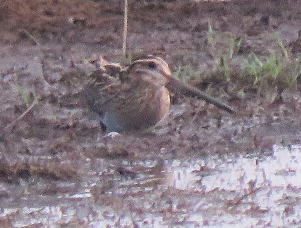 Common Snipe - ML131550071