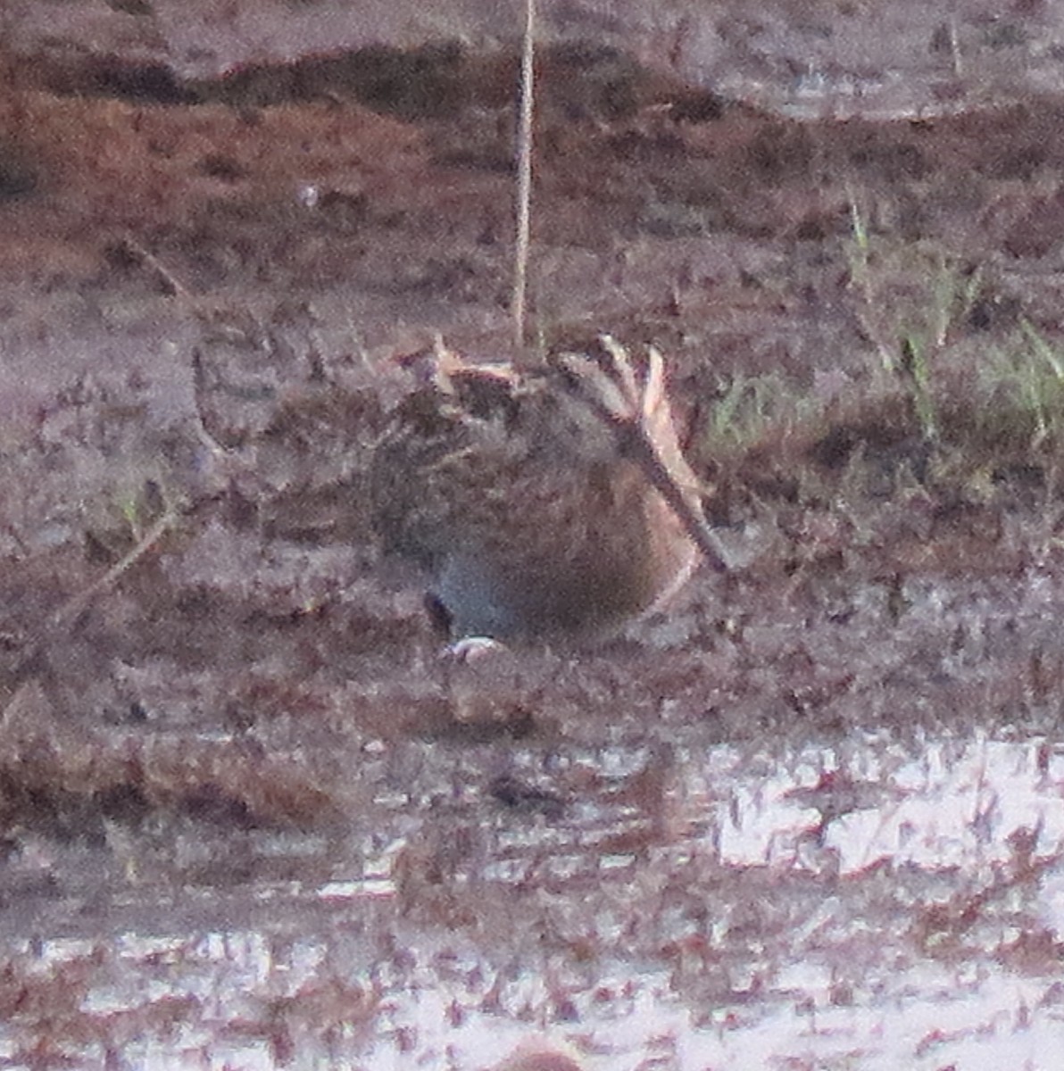 Common Snipe - ML131550081