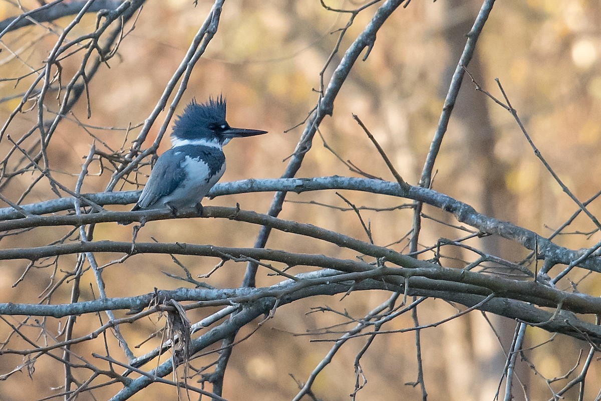 Belted Kingfisher - ML131552001