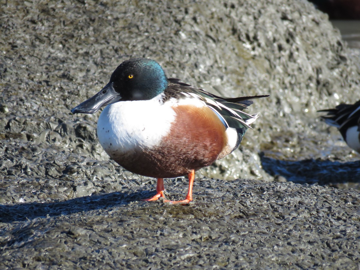 Northern Shoveler - Seth Inman