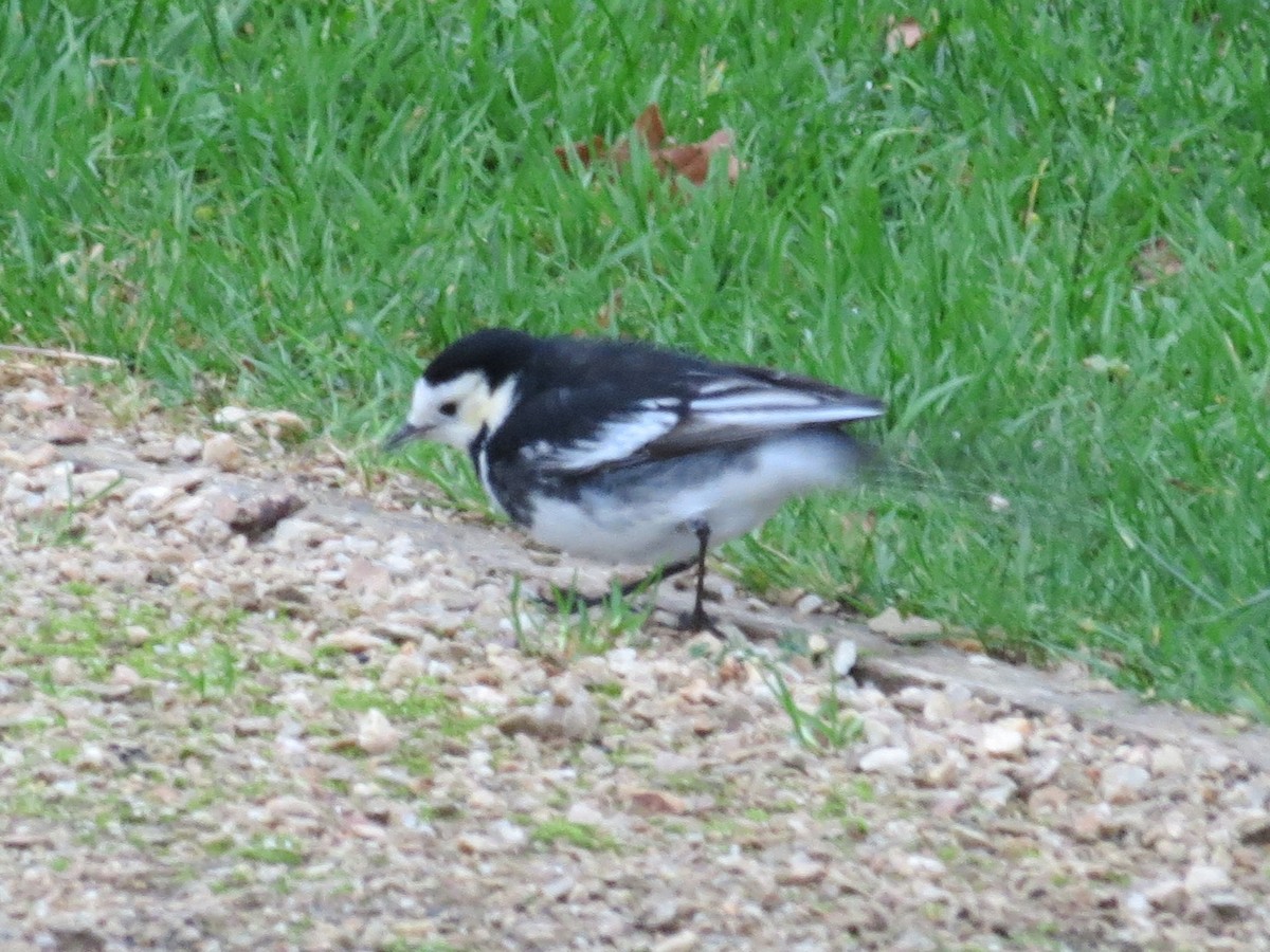 White Wagtail (British) - Willson Gaul