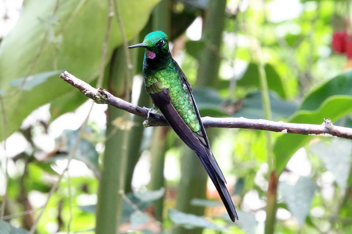 kolibřík císařský - ML131552481