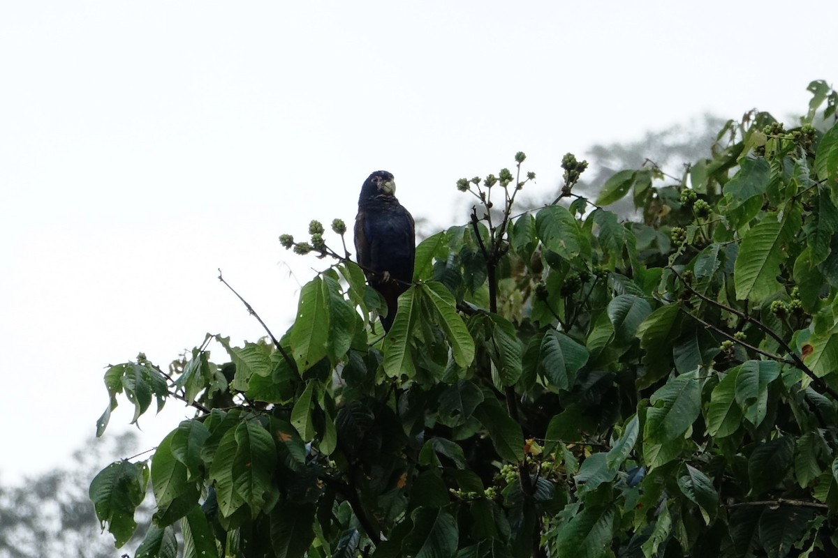 Bronze-winged Parrot - ML131552741