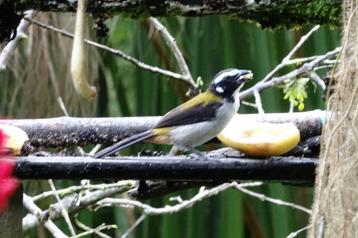 Black-winged Saltator - ML131552841