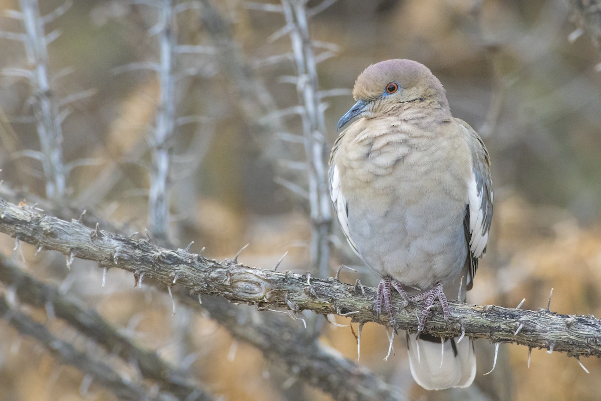 White-winged Dove - ML131552971