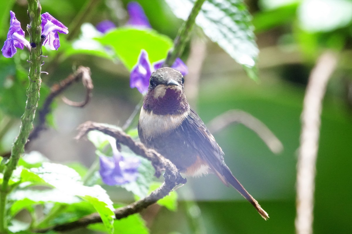 Purple-throated Woodstar - Martin Brookes