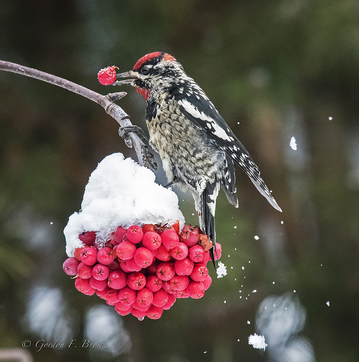 Red-naped Sapsucker - marlene johnston