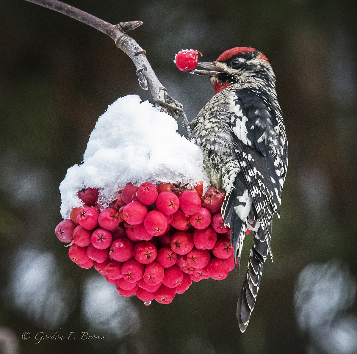 Red-naped Sapsucker - marlene johnston