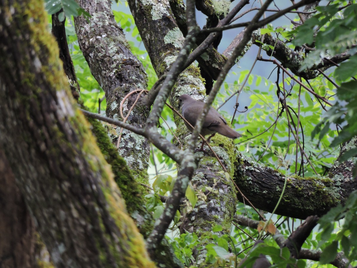 Paloma Montaraz de las Yungas - ML131557511