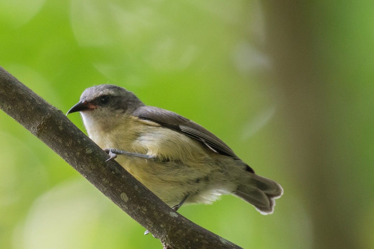 Bananaquit - ML131557951