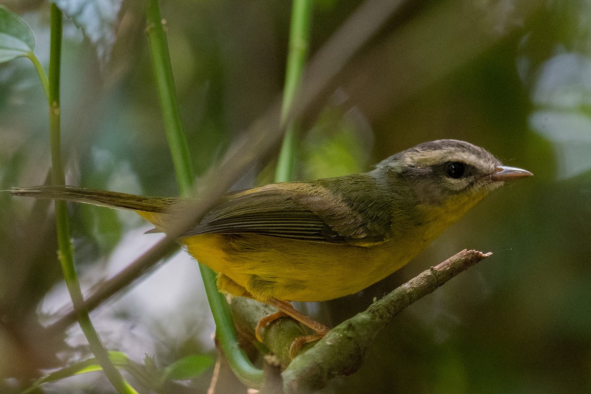 Golden-crowned Warbler (Golden-crowned) - ML131558061