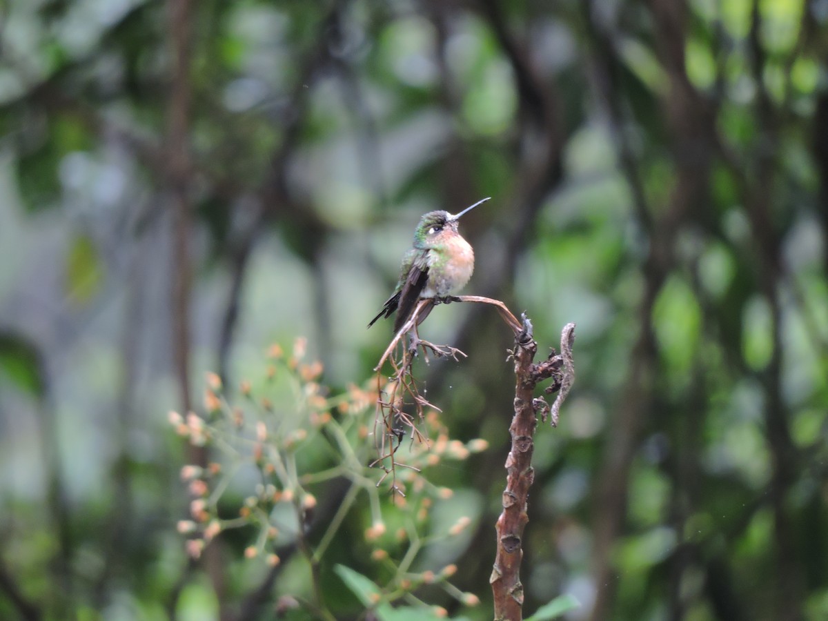 Blue-capped Puffleg - ML131558901