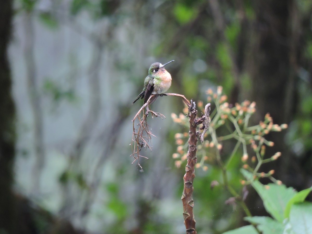 Blue-capped Puffleg - ML131558911