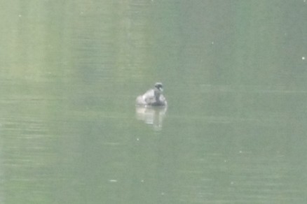 Reed Cormorant - ML131562611