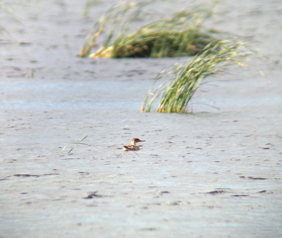 Red-breasted Merganser - ML131564061