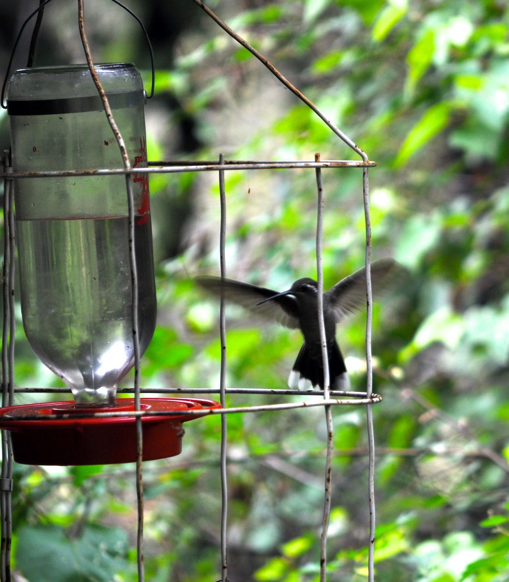 kolibřík blankytohrdlý - ML131564431