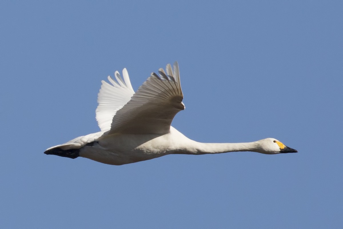 Tundra Swan (Bewick's) - ML131571311