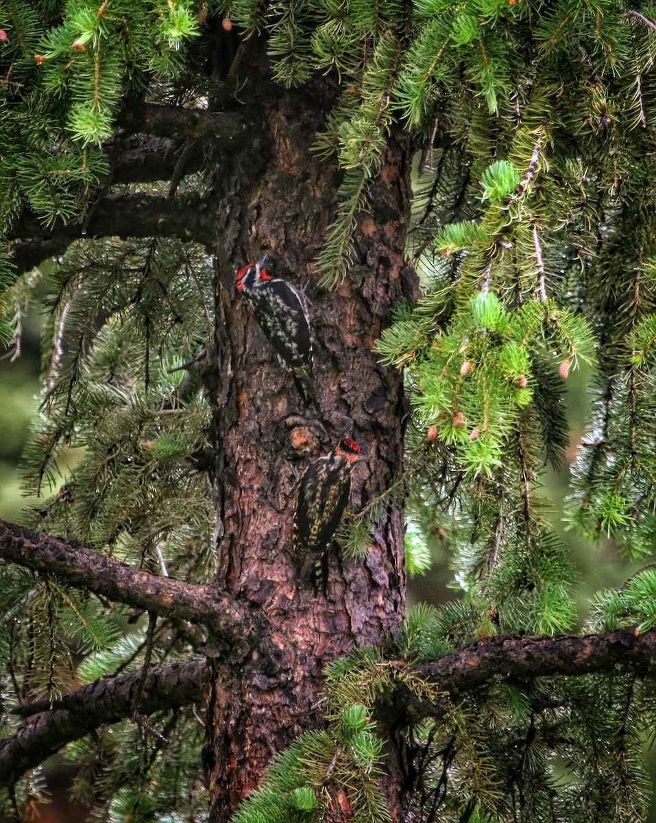 Red-naped Sapsucker - ML131573281