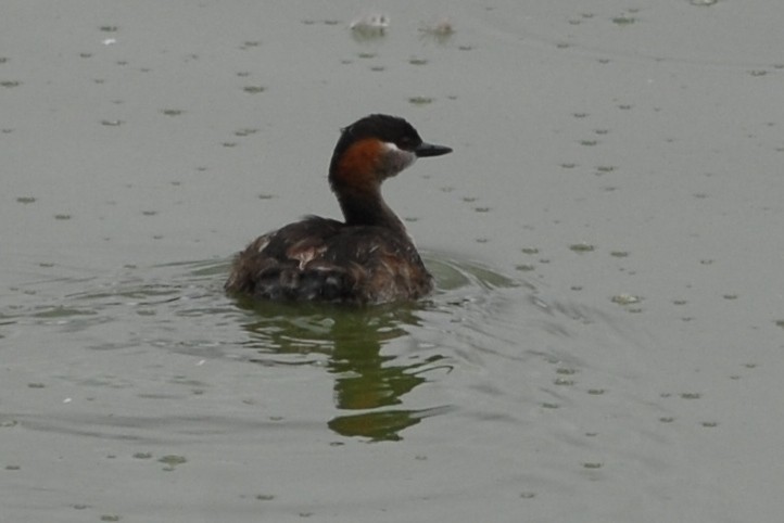 Madagascar Grebe - ML131574871