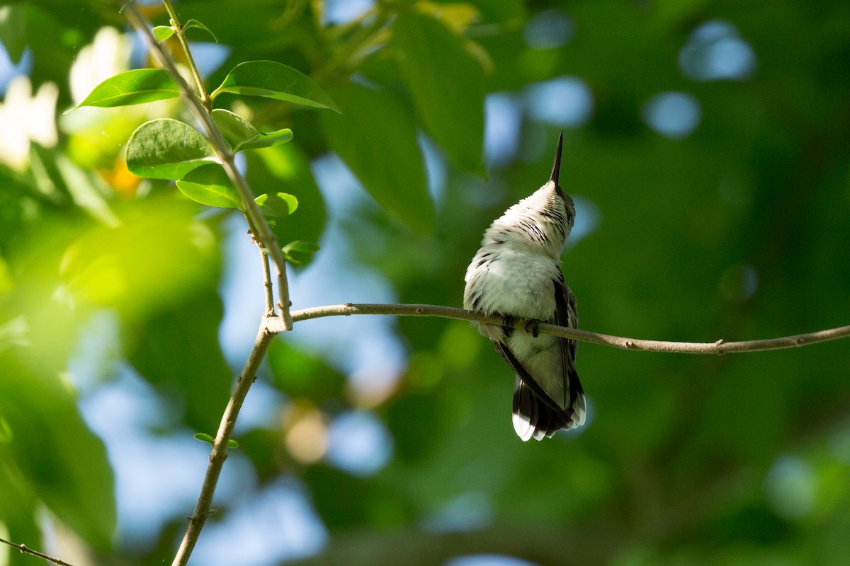 Yakut Boğazlı Kolibri - ML131575511