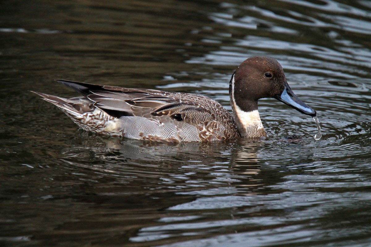 Northern Pintail - Meghin Spencer