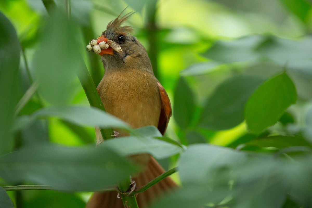 Cardinal rouge - ML131576241