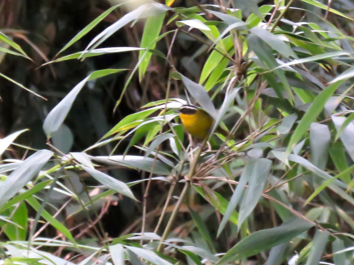 Hemispingo Capirotado (auricularis) - ML131578671