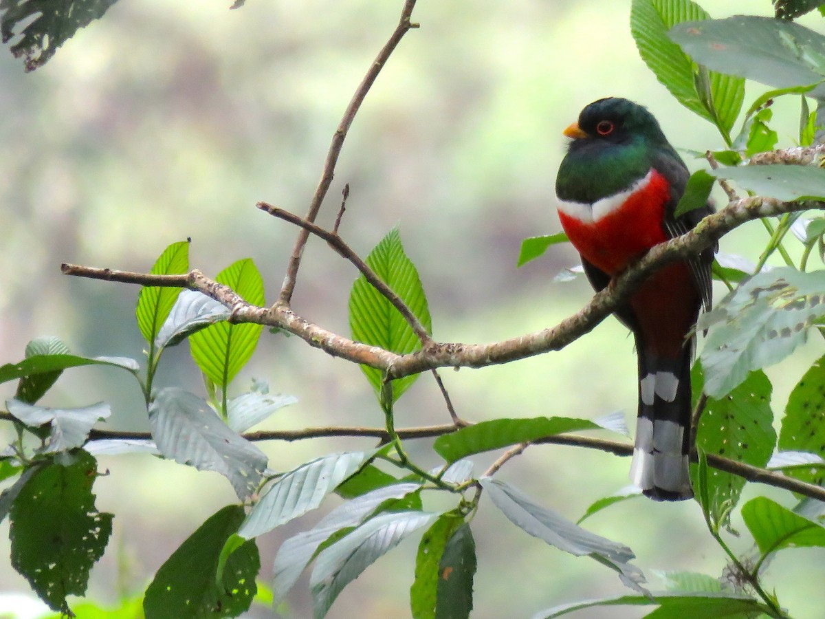 Maskeli Trogon - ML131581031