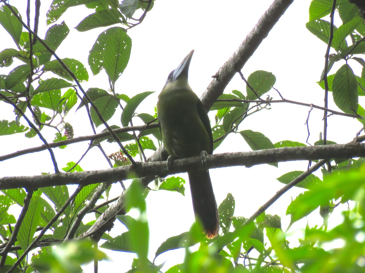 Blue-banded Toucanet - ML131581611