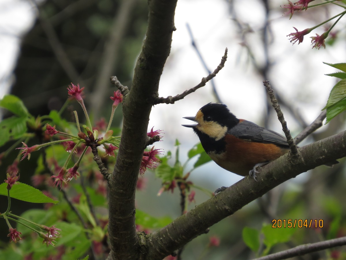 Varied Tit - ML131582711