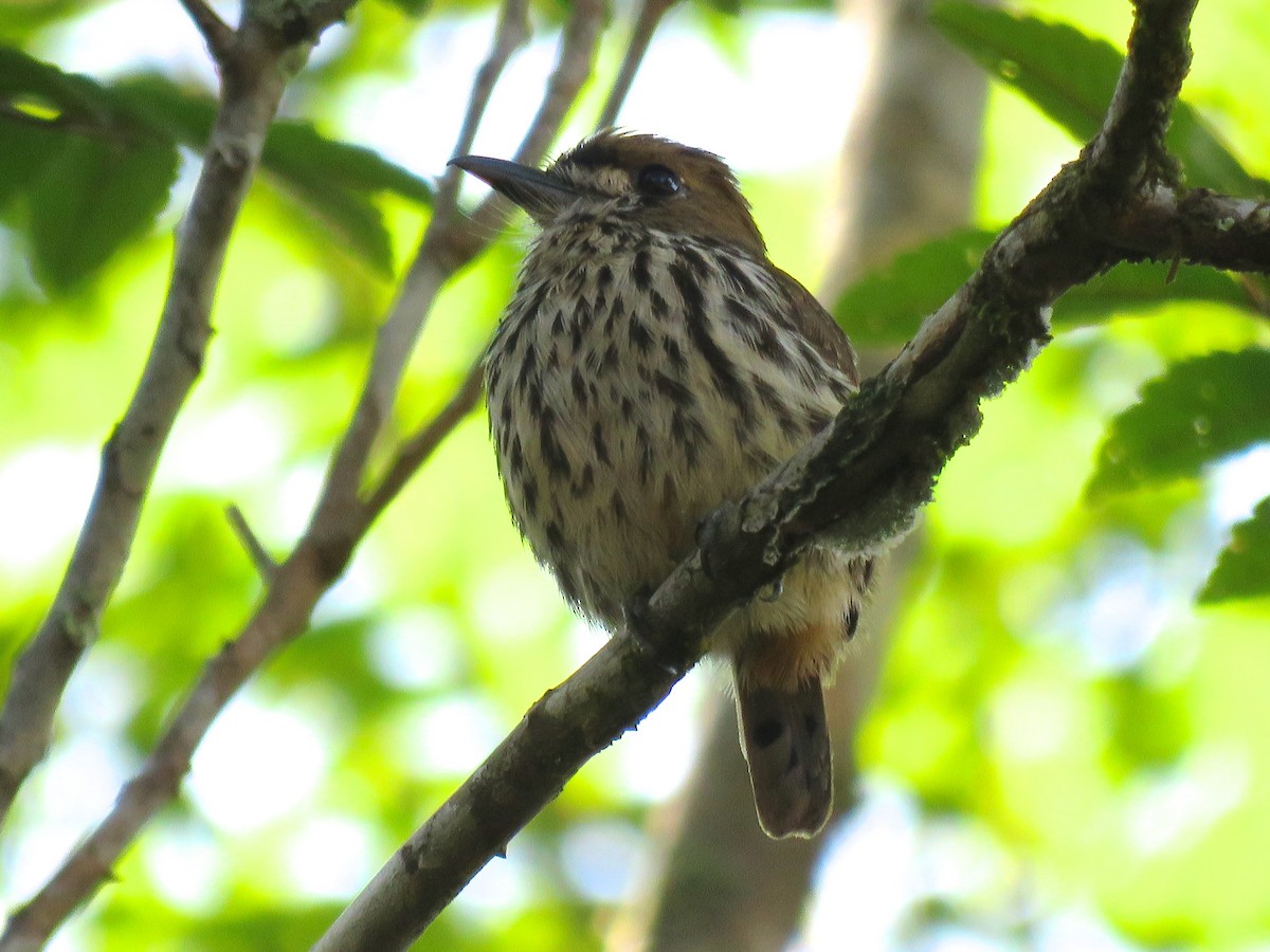 Lanceolated Monklet - ML131582871