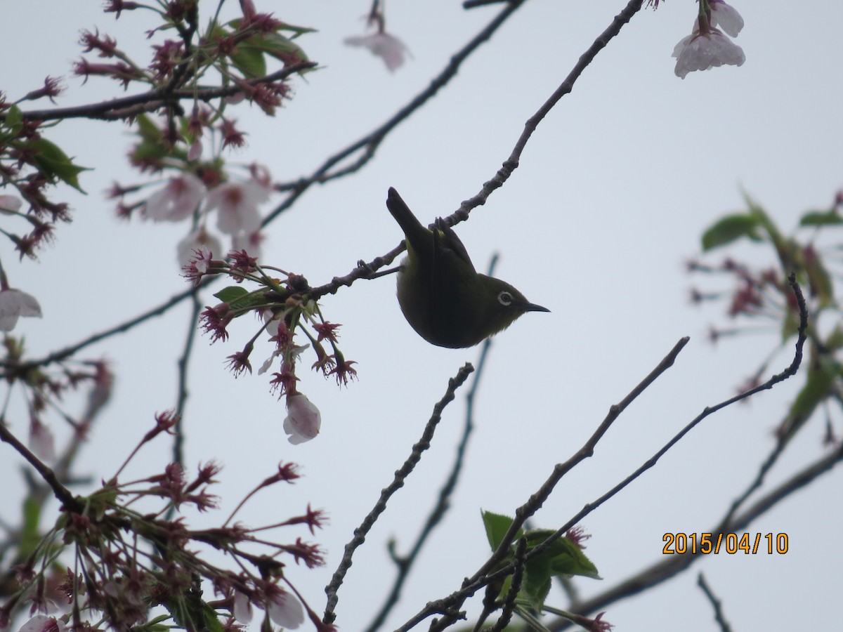 Warbling White-eye - ML131582921