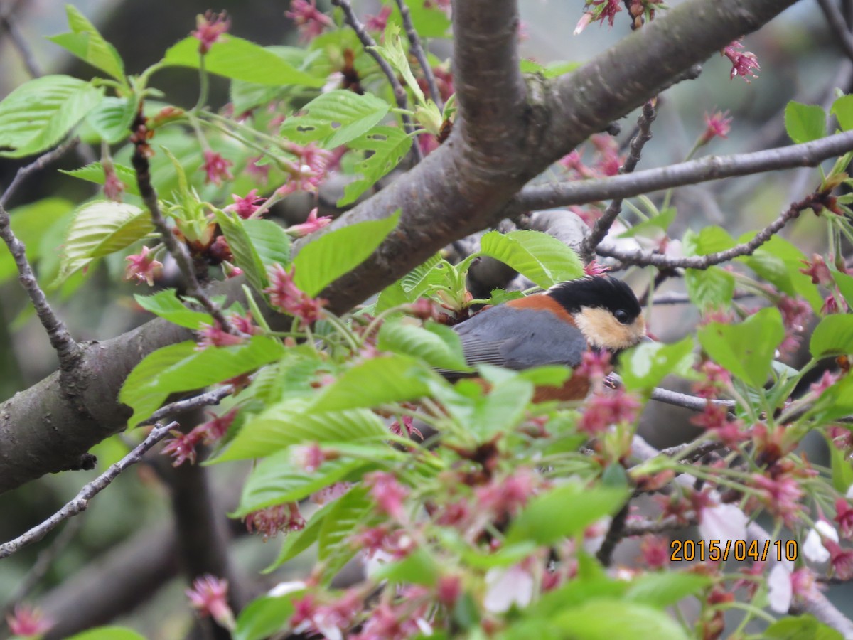 Varied Tit - ML131583321