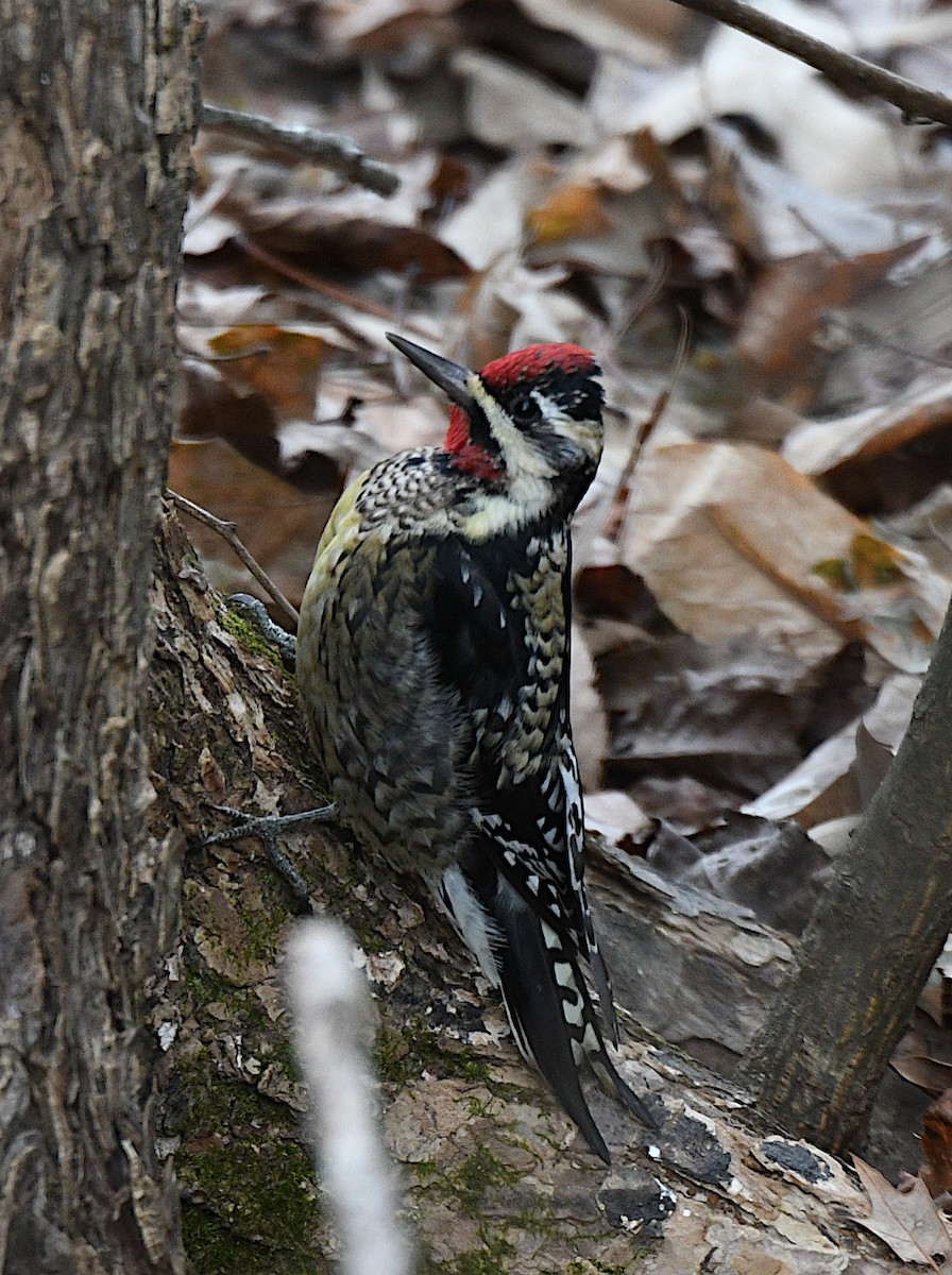 Yellow-bellied Sapsucker - ML131583411