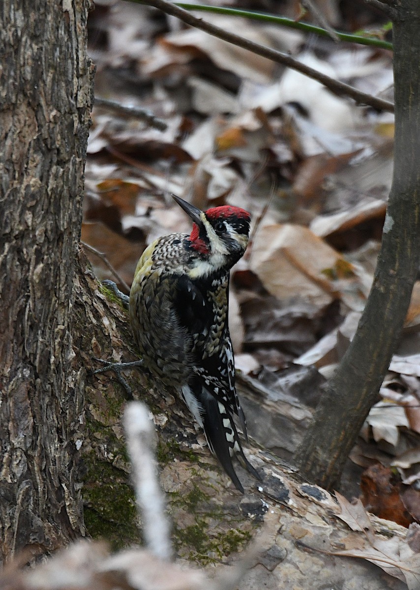 Yellow-bellied Sapsucker - ML131583441