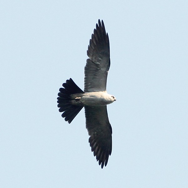 Mississippi Kite - ML131585301