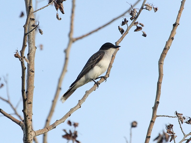 Schieferrücken-Königstyrann - ML131585621