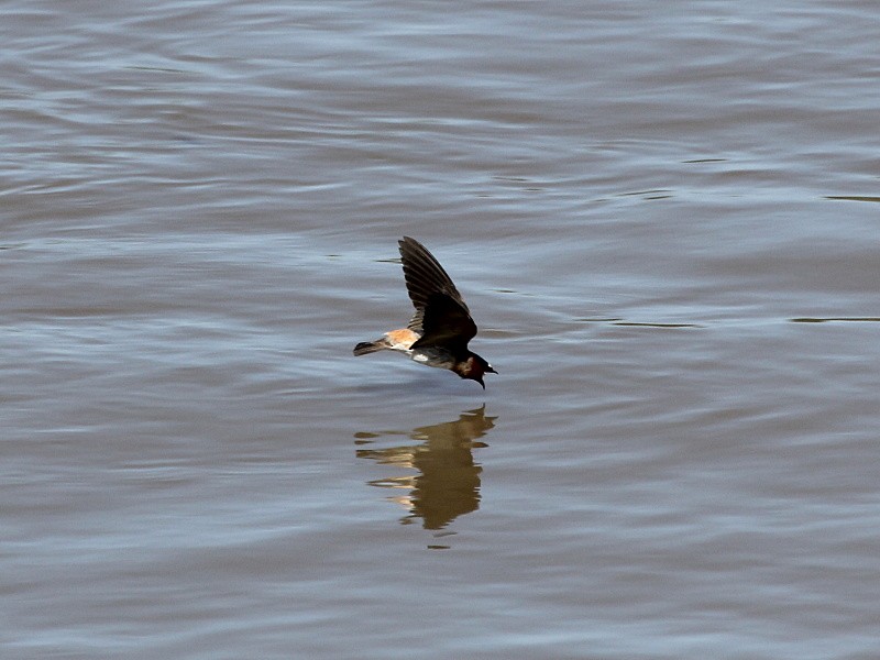 Cliff Swallow - ML131585631