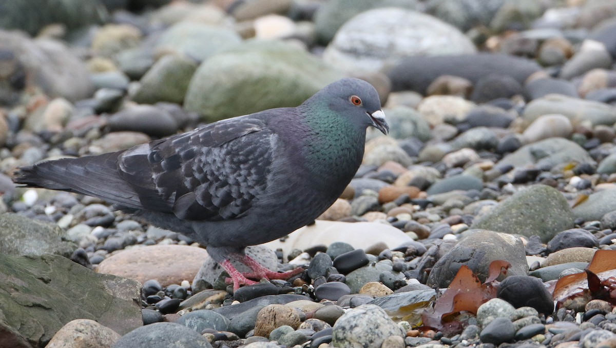 Rock Pigeon (Feral Pigeon) - ML131586701