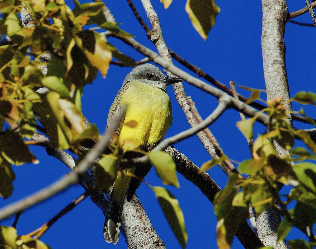 Tropical Kingbird - Allen Bond