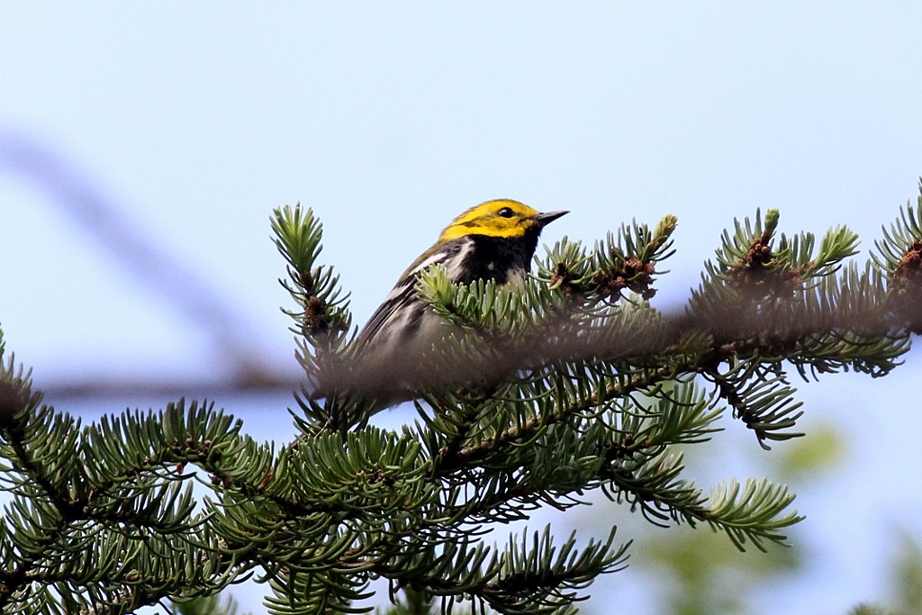 Grünmantel-Waldsänger - ML131593361