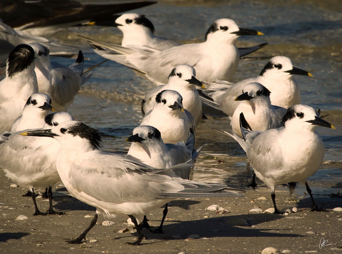 Sandwich Tern - ML131594171